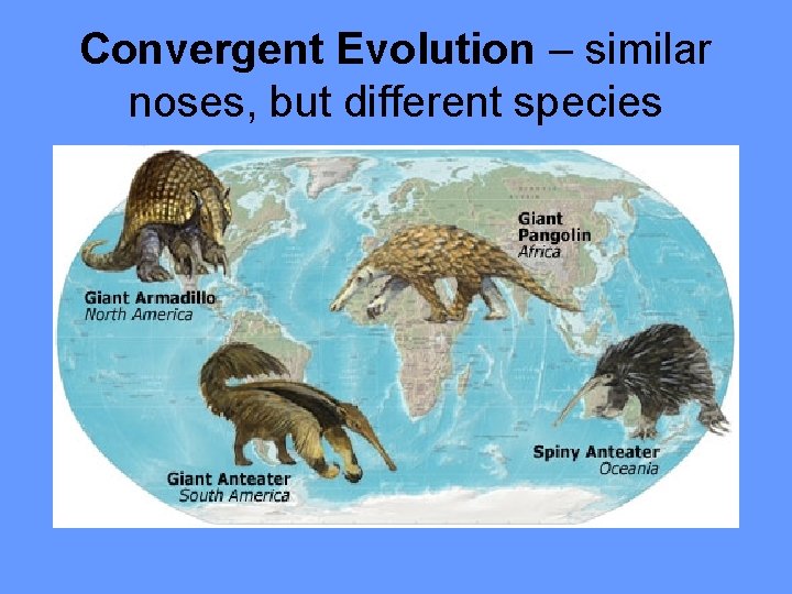 Convergent Evolution – similar noses, but different species 