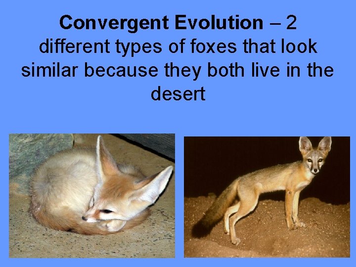 Convergent Evolution – 2 different types of foxes that look similar because they both