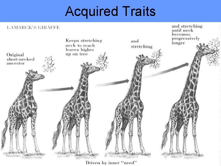 Acquired Traits 