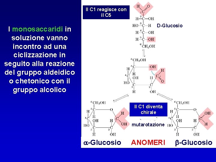 Il C 1 reagisce con il C 5 D-Glucosio I monosaccaridi in soluzione vanno Il C 1 reagisce con il C 5 D-Glucosio I monosaccaridi in soluzione vanno