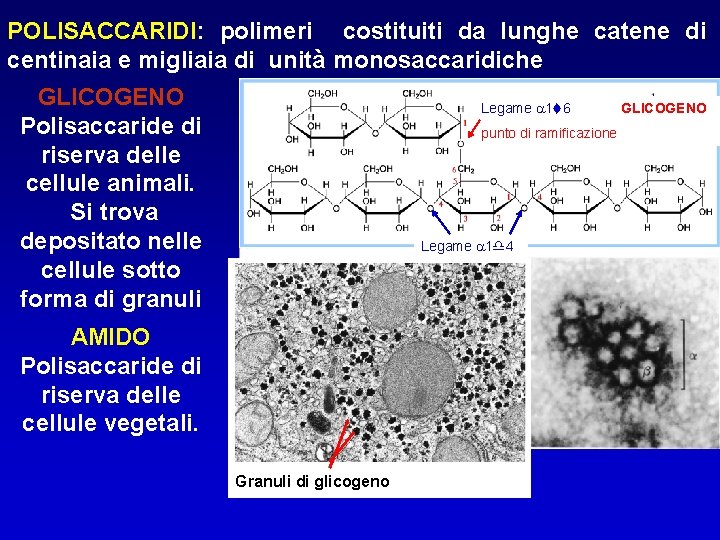 POLISACCARIDI: polimeri costituiti da lunghe catene di centinaia e migliaia di unità monosaccaridiche GLICOGENO