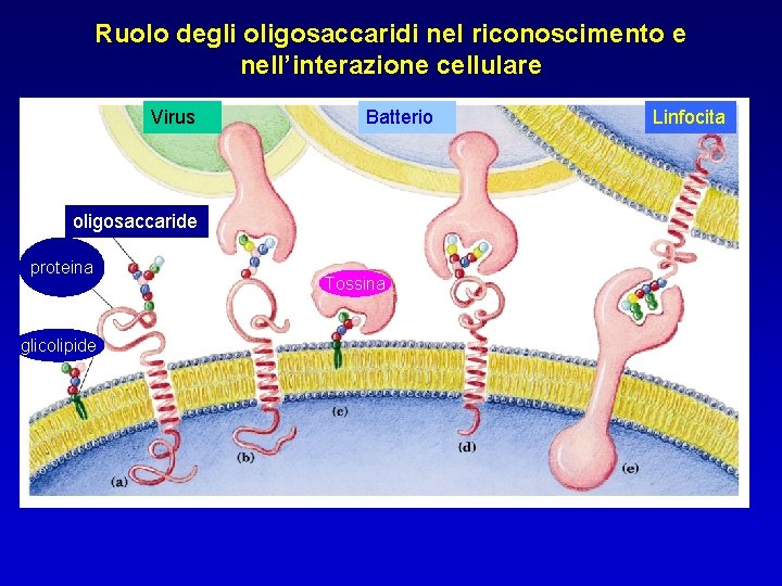 Ruolo degli oligosaccaridi nel riconoscimento e nell’interazione cellulare Virus Batterio oligosaccaride proteina glicolipide Tossina Ruolo degli oligosaccaridi nel riconoscimento e nell’interazione cellulare Virus Batterio oligosaccaride proteina glicolipide Tossina