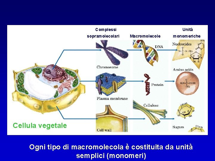 Complessi sopramolecolari Unità Macromolecole monomeriche Cellula vegetale Ogni tipo di macromolecola è costituita da