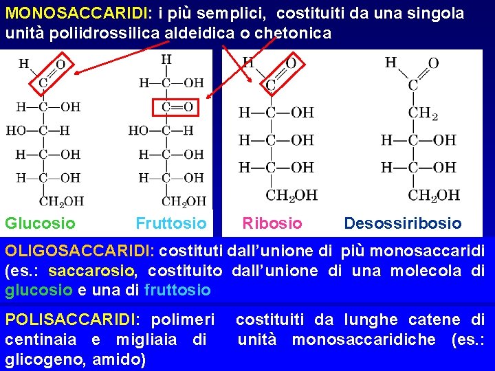 MONOSACCARIDI: i più semplici, costituiti da una singola unità poliidrossilica aldeidica o chetonica Glucosio