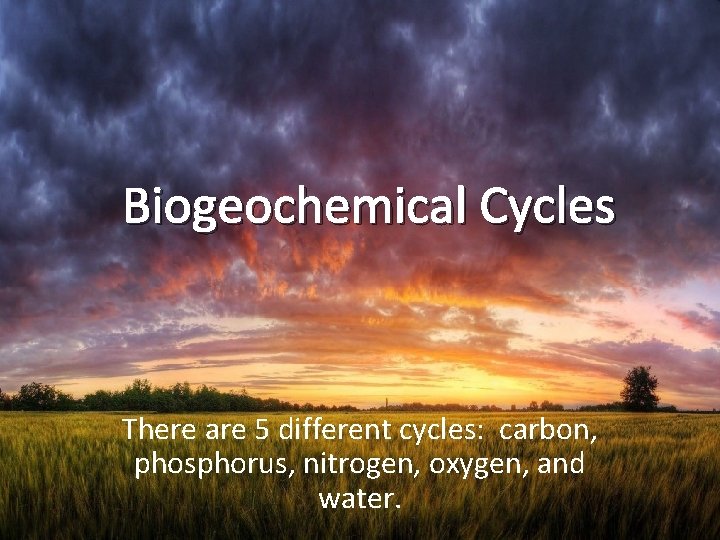 Biogeochemical Cycles There are 5 different cycles: carbon, phosphorus, nitrogen, oxygen, and water. 