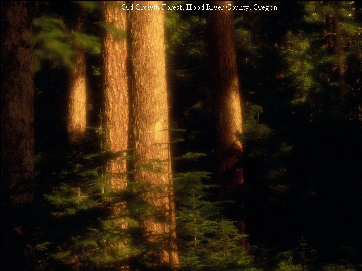Old Growth Forest, Hood River County, Oregon 