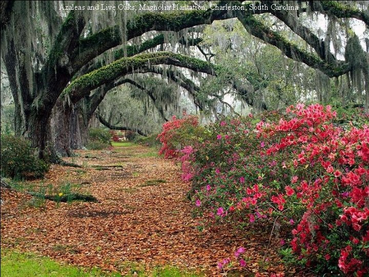 Azaleas and Live Oaks, Magnolia Plantation, Charleston, South Carolina 