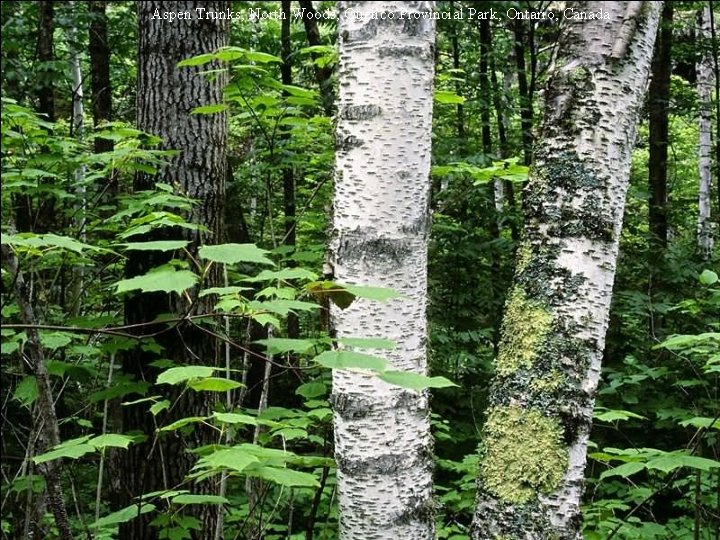 Aspen Trunks, North Woods, Quetico Provincial Park, Ontario, Canada 