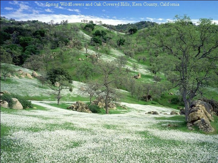 Spring Wildflowers and Oak Covered Hills, Kern County, California 