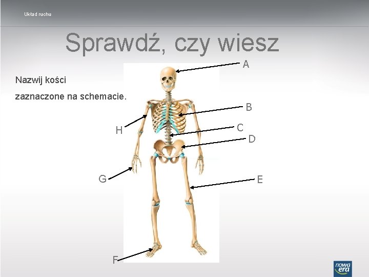 Układ ruchu Sprawdź, czy wiesz A Nazwij kości zaznaczone na schemacie. H B C