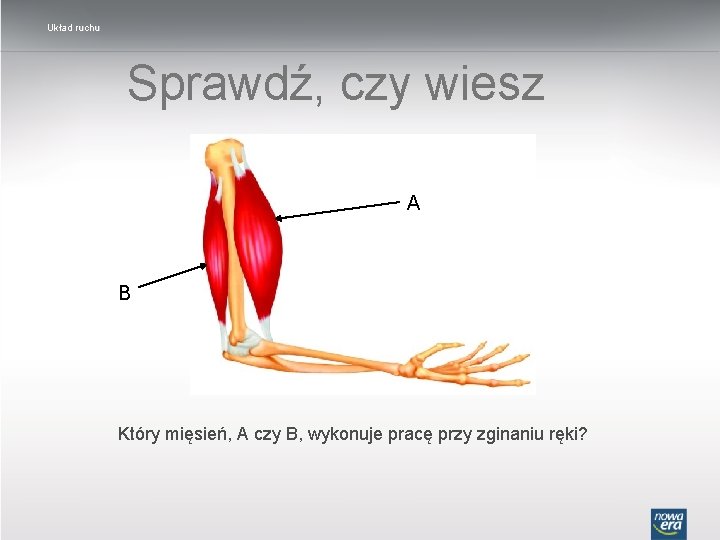 Układ ruchu Sprawdź, czy wiesz A B Który mięsień, A czy B, wykonuje pracę