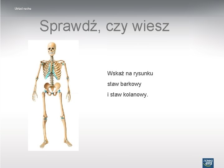 Układ ruchu Sprawdź, czy wiesz Wskaż na rysunku staw barkowy i staw kolanowy. 