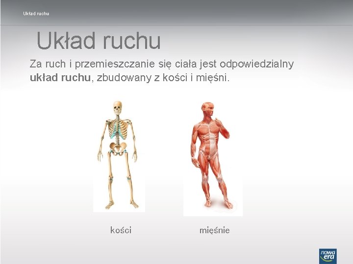 Układ ruchu Za ruch i przemieszczanie się ciała jest odpowiedzialny układ ruchu, zbudowany z