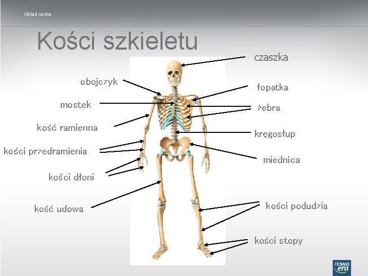 Układ ruchu Kości szkieletu obojczyk mostek kość ramienna kości przedramienia czaszka łopatka żebra kręgosłup