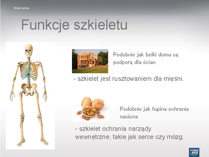 Układ ruchu Funkcje szkieletu Podobnie jak belki domu są podporą dla ścian - szkielet