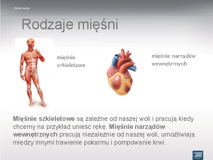 Układ ruchu Rodzaje mięśnie szkieletowe mięśnie narządów wewnętrznych Mięśnie szkieletowe są zależne od naszej