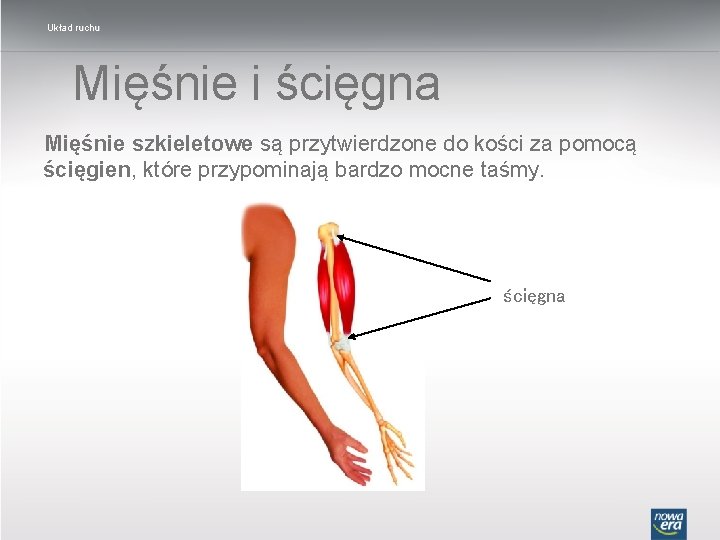 Układ ruchu Mięśnie i ścięgna Mięśnie szkieletowe są przytwierdzone do kości za pomocą ścięgien,