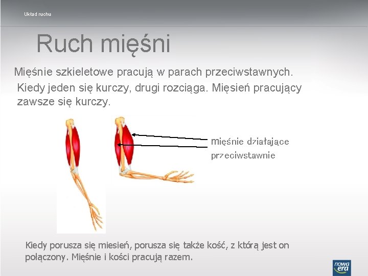 Układ ruchu Ruch mięśni Mięśnie szkieletowe pracują w parach przeciwstawnych. Kiedy jeden się kurczy,