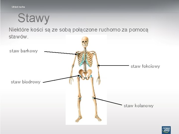 Układ ruchu Stawy Niektóre kości są ze sobą połączone ruchomo za pomocą stawów. staw