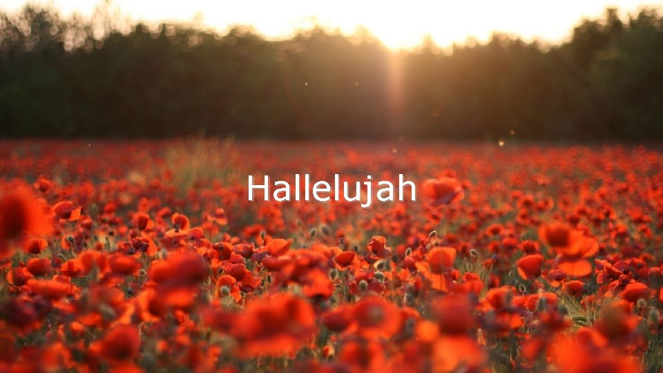 Hallelujah 