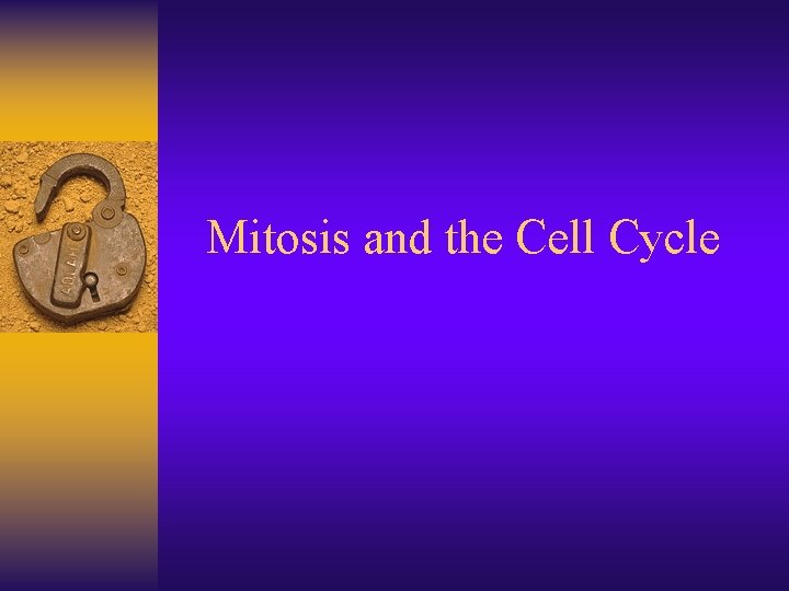 Mitosis and the Cell Cycle 