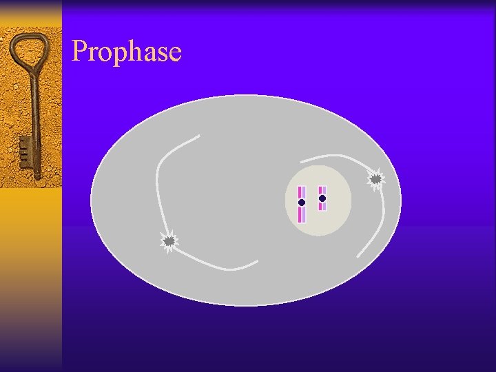 Prophase 