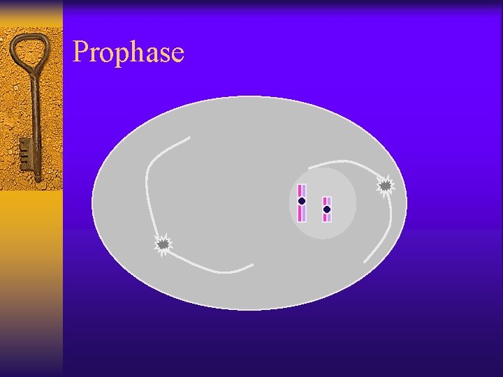 Prophase 