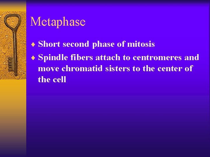 Metaphase ¨ Short second phase of mitosis ¨ Spindle fibers attach to centromeres and