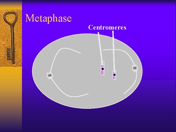 Metaphase Centromeres 