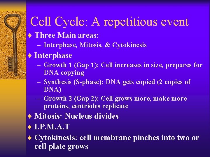 Cell Cycle: A repetitious event ¨ Three Main areas: – Interphase, Mitosis, & Cytokinesis