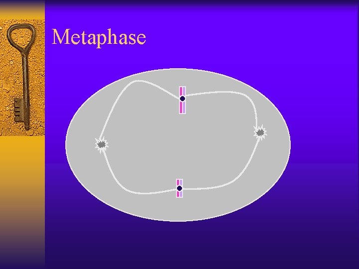 Metaphase 
