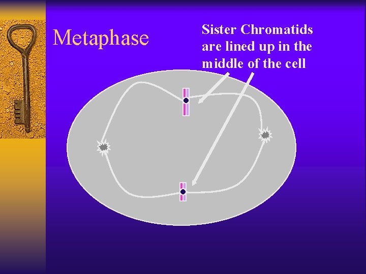 Metaphase Sister Chromatids are lined up in the middle of the cell 