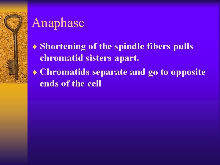 Anaphase ¨ Shortening of the spindle fibers pulls chromatid sisters apart. ¨ Chromatids separate