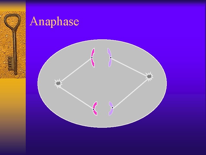 Anaphase 