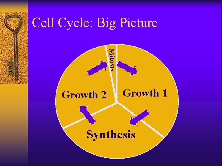 Cell Cycle: Big Picture Mitosis Growth 2 Growth 1 Synthesis 