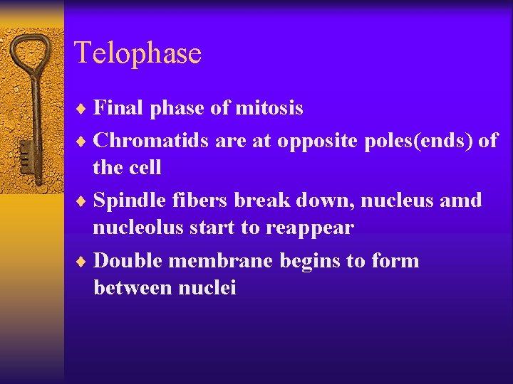Telophase ¨ Final phase of mitosis ¨ Chromatids are at opposite poles(ends) of the