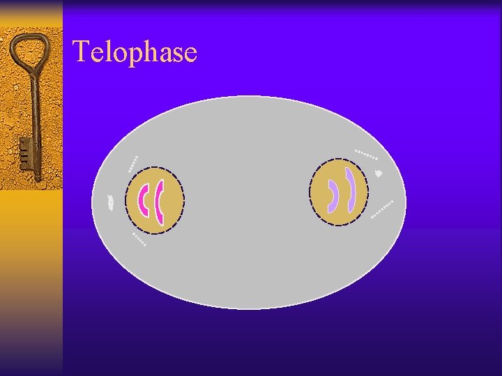 Telophase 