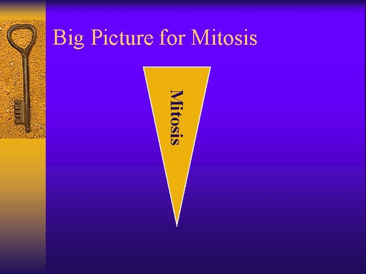 Big Picture for Mitosis 