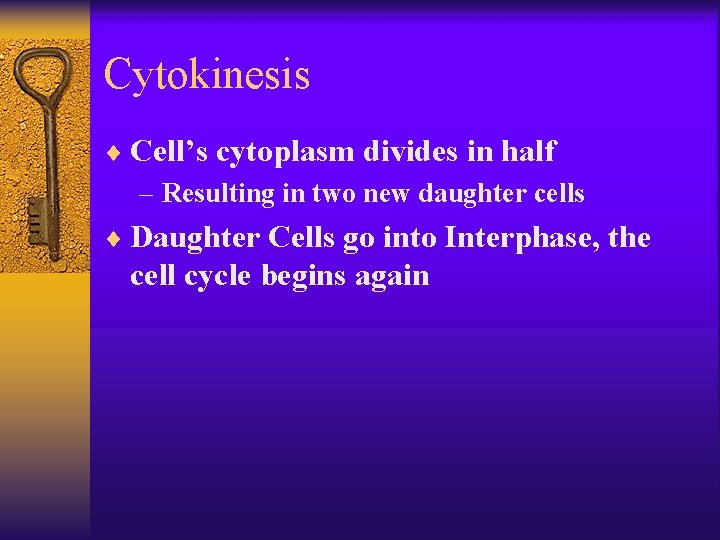 Cytokinesis ¨ Cell’s cytoplasm divides in half – Resulting in two new daughter cells