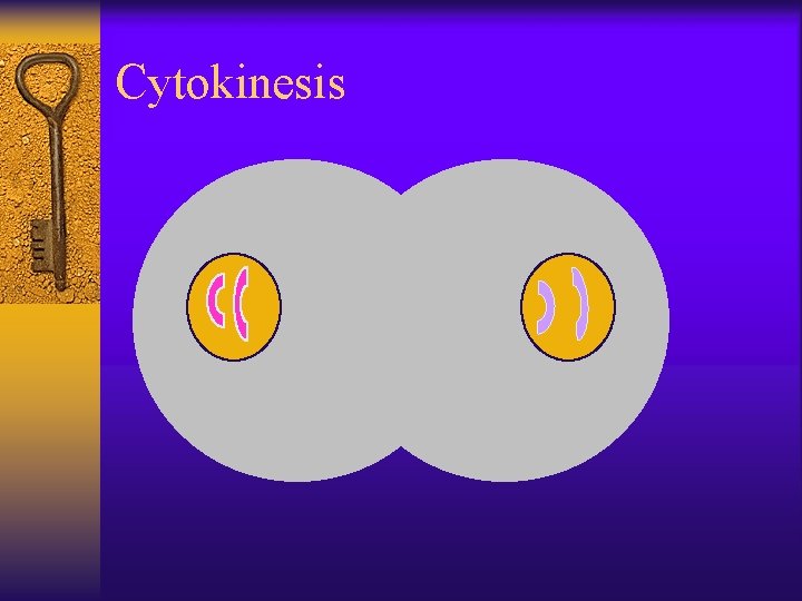 Cytokinesis 