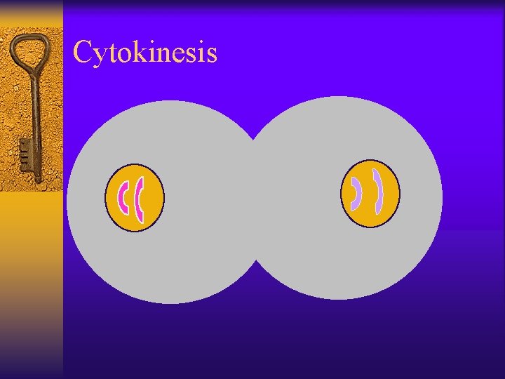 Cytokinesis 