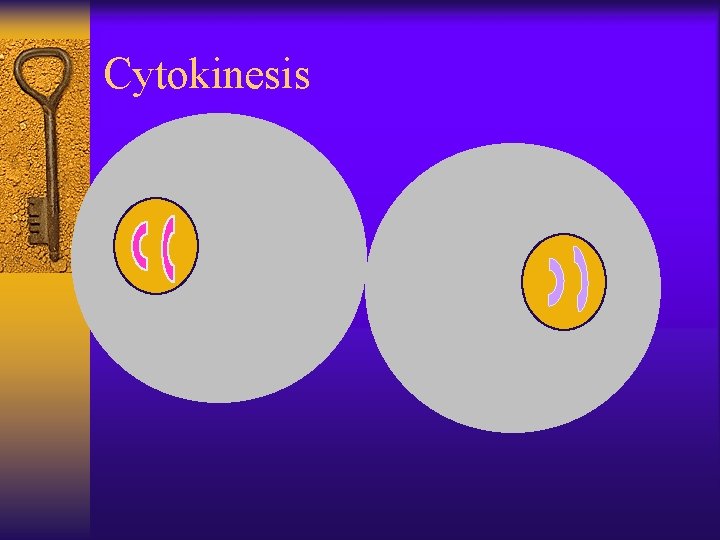 Cytokinesis 