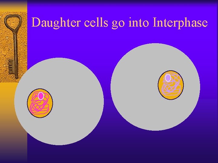 Daughter cells go into Interphase 
