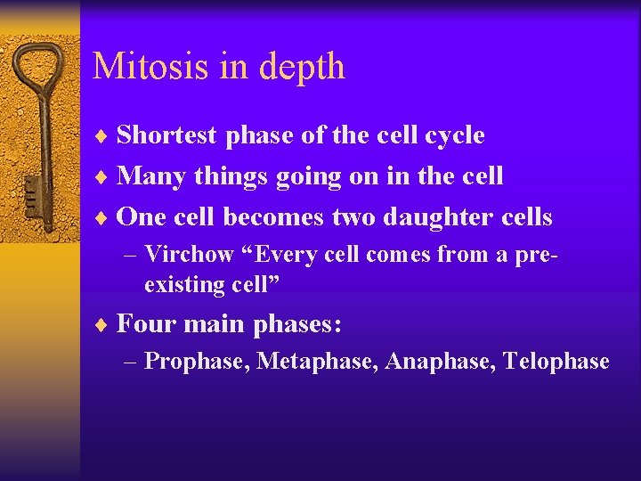 Mitosis in depth ¨ Shortest phase of the cell cycle ¨ Many things going