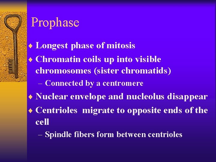 Prophase ¨ Longest phase of mitosis ¨ Chromatin coils up into visible chromosomes (sister