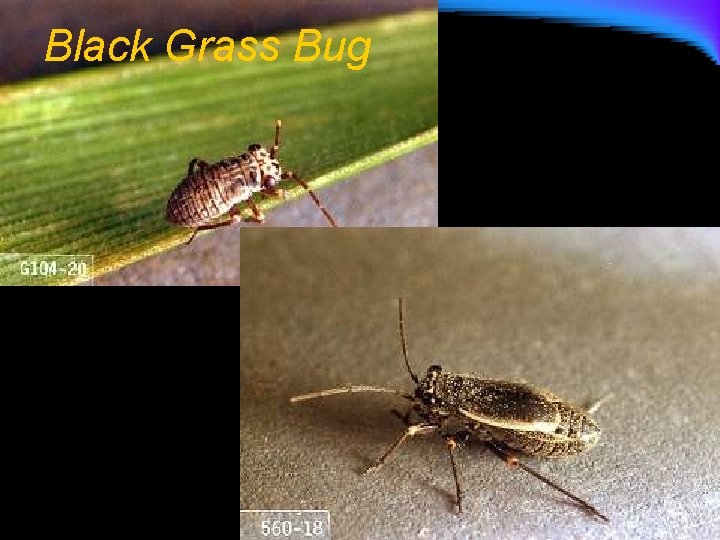 Black Grass Bug 