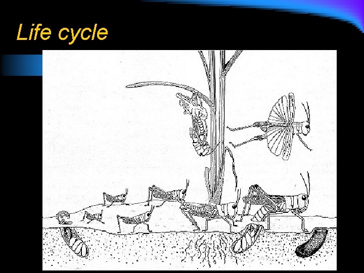 Life cycle 