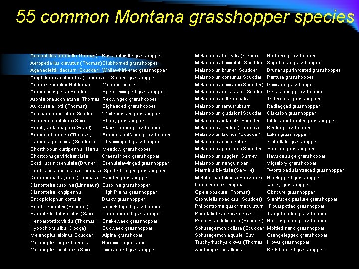 55 common Montana grasshopper species Aeoloplides turnbulli (Thomas) Russianthistle grasshopper Aeropedellus clavatus (Thomas) Clubhorned