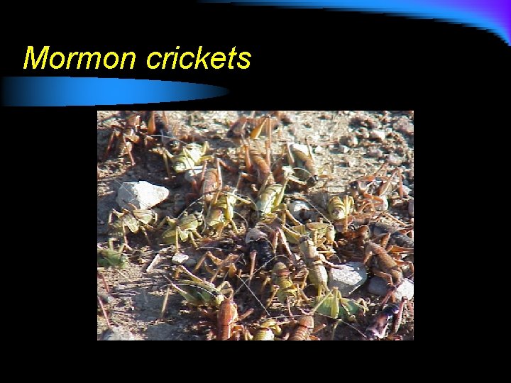 Mormon crickets 