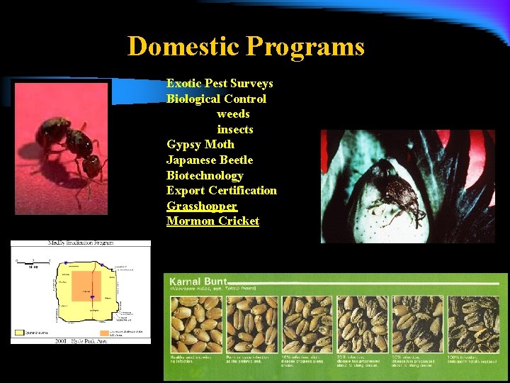 Domestic Programs Exotic Pest Surveys Biological Control weeds insects Gypsy Moth Japanese Beetle Biotechnology